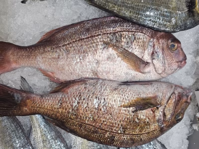 whatsapp-image-2025-07-03-at-11.33.17-7